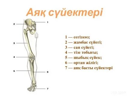 Ең әдемі бөкселері бар әйелдер