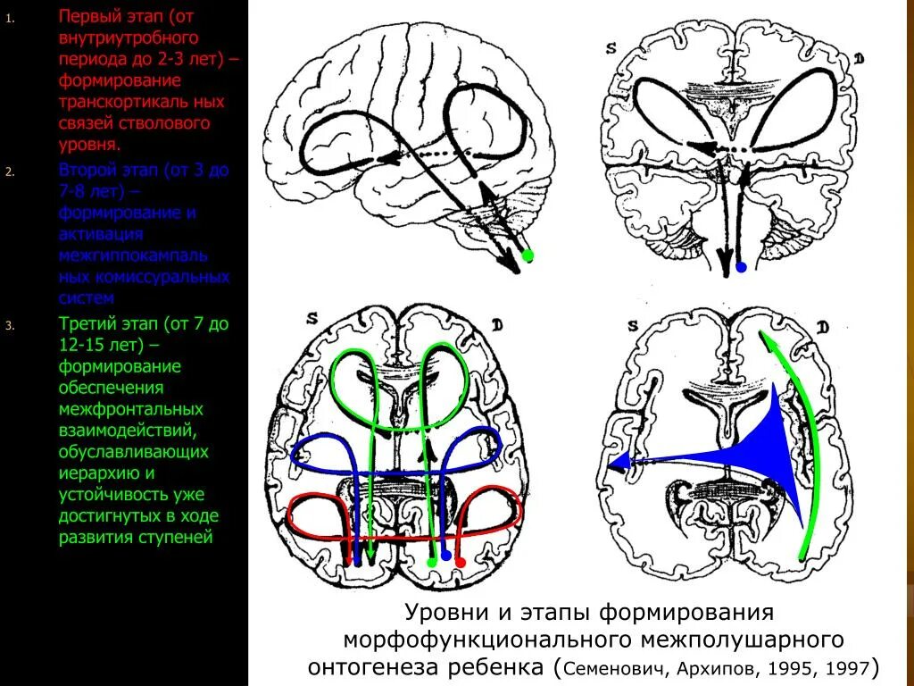 Почему зрение важнейшее формирование головного мозга. Этапы формирования межполушарного. формирование межполушарной асимметрии в онтогенезе. формирование межполушарного взаимодействия в онтогенезе. степень сформированности межполушарного взаимодействия.