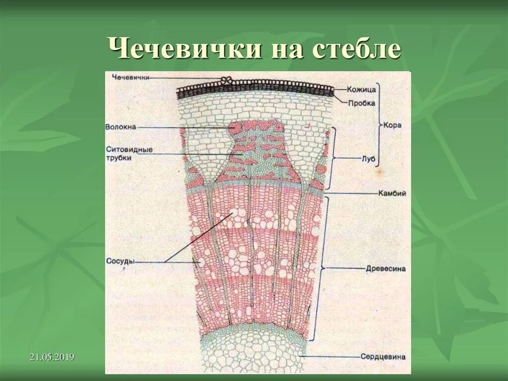 Сердцевина многолетнего стебля у растений выполняет функцию. Чечевичка строение и функции стебля. Чечевички в покровной ткани. Чечевички стебля. Ткани растений чечевички древесина.