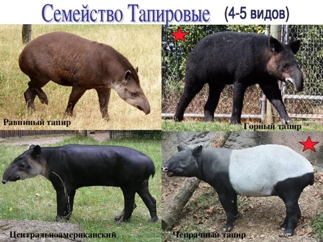 Tapirus Kabomani - Alchetron, The Free Social Encyclopedia