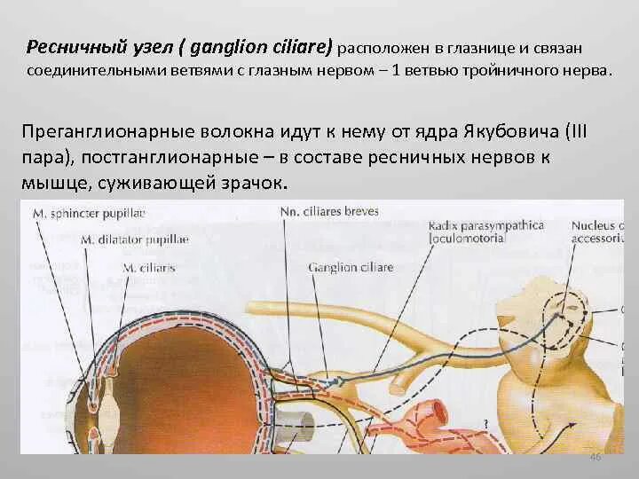 Что представляет собой ганглий. Крылонебный ганглий анатомия. Ресничный узел иннервирует. Ветви ресничного узла. Строение цилиарного узла.