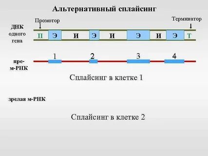 Геном п