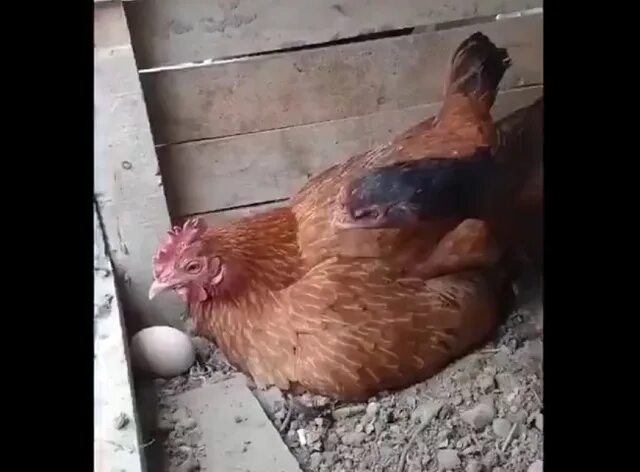 В куру друзей. Наседка курица высиживает яйца. Покажи курицу. Курица наседка прикол.