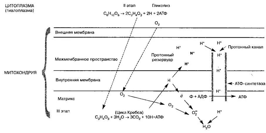 Синтез АТФ В митохондрии клетки схема. Энергетический обмен схема. Митохондрия энергетический обмен схема ЕГЭ. Последовательность этапов атф