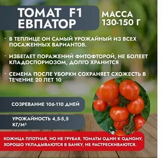 Семена помидор новосибирск