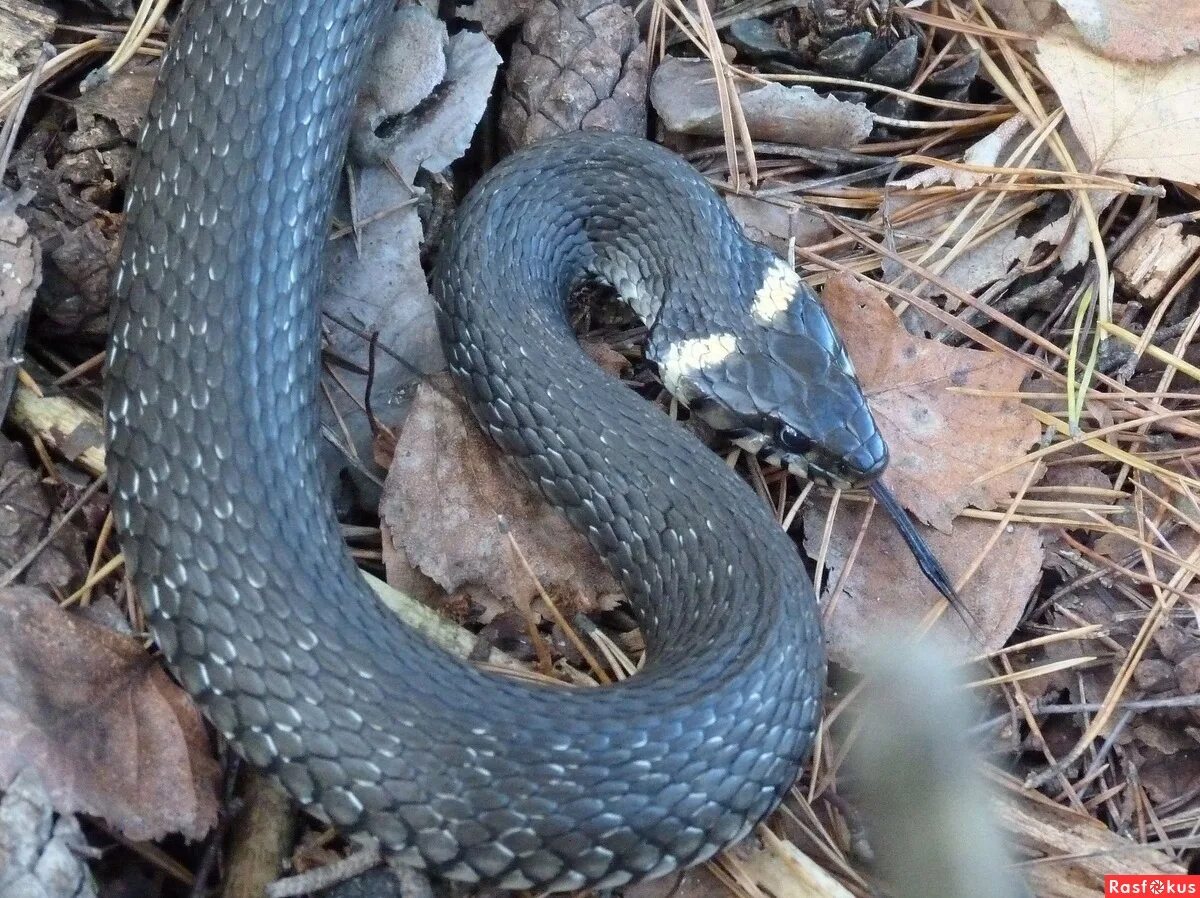 Змеи осенью в лесу. Осень рыжая подружка. Осенний уж. Осенний уж. Уж небо осенью дышало фото.