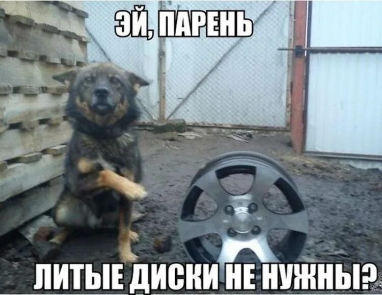 Шины прикол. Шиномонтаж приколы. Анекдот про колеса. Колеса прикол. Шутки про резину.