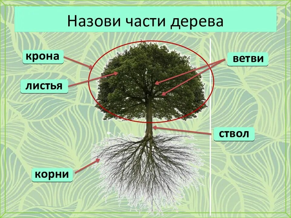 Название рода деревьев