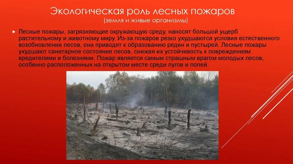 Экологическая роль пожаров. Последствия лесных пожаров. Экологические Лесные пожары. Экологические последствия лесных пожаров.