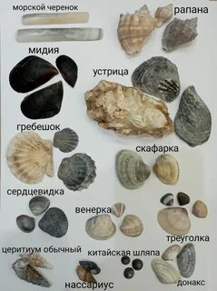 Ракушка название и формула