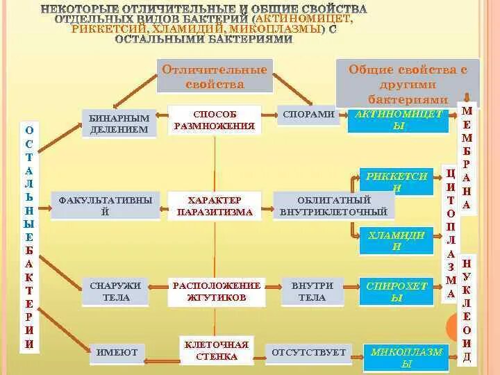 Морфологические признаки бактерий. Характеристика микроорганизмов. Характеристика бактерий. Важнейшее свойство микроорганизмов. Важнейшее свойство микроорганизмов.