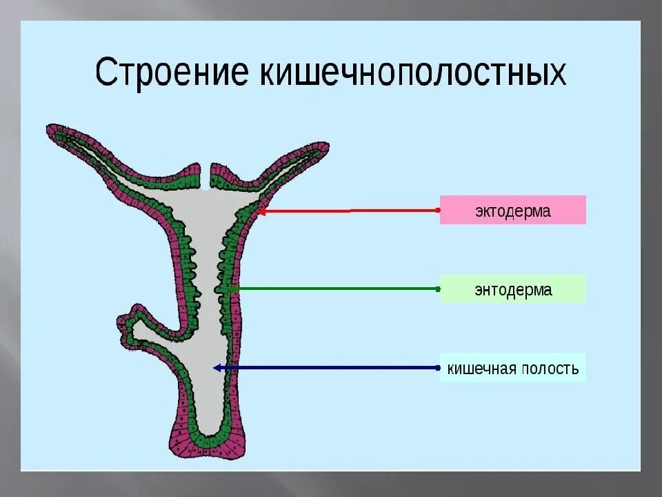 Группы организмов кишечнополостные. Строение эктодермы кишечнополостных. Строение медузы эктодерма энтодерма и. Строение эктодермы кишечнополостных схема. Строение кишечнополостных червей.