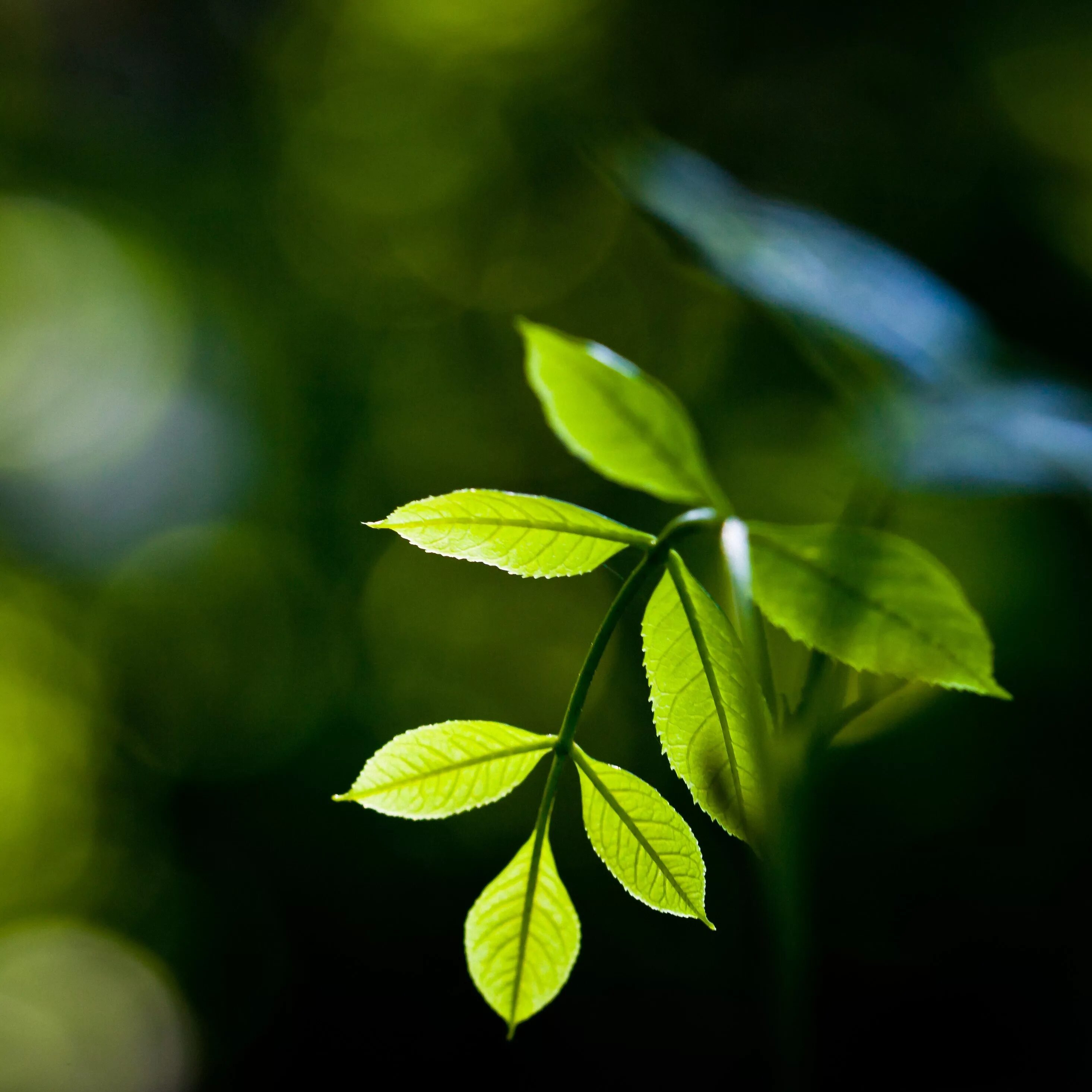 Natural leaves. Зеленый лист. Листья растений. Зеленые листочки. Природа листья.