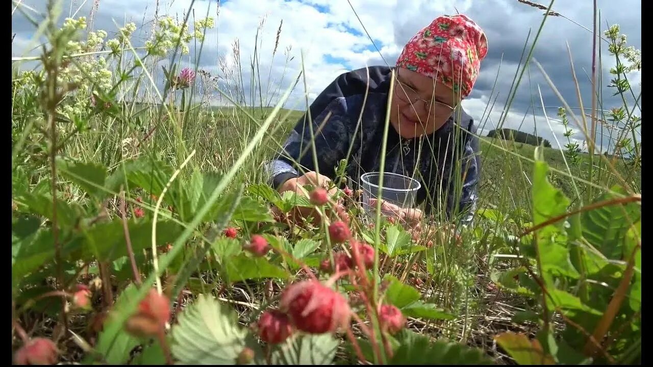 Сбор земляники. Собирают землянику в лесу. Сбор Лесной земляники. Для сбора ягод земляники. Земляника где собрать