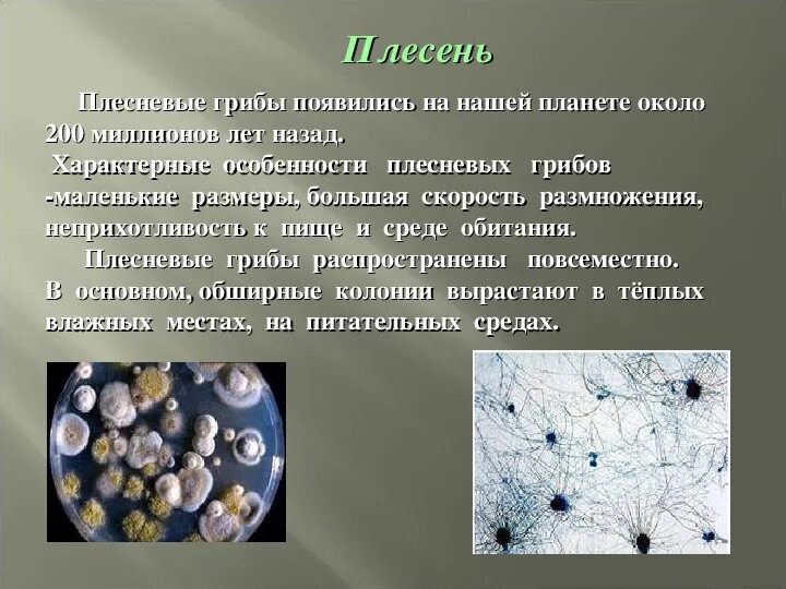 Названия плесени