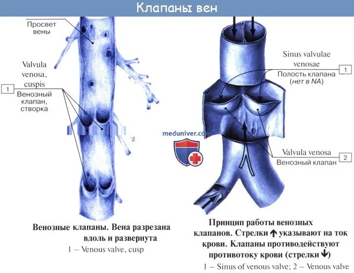 Строение стенок вен анатомия. Строение артерии. Строение стенки вены анатомия. Клапаны имеют артерии и вены