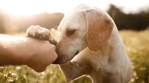 Friend dog