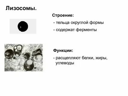 Состав лизосомы животной клетки