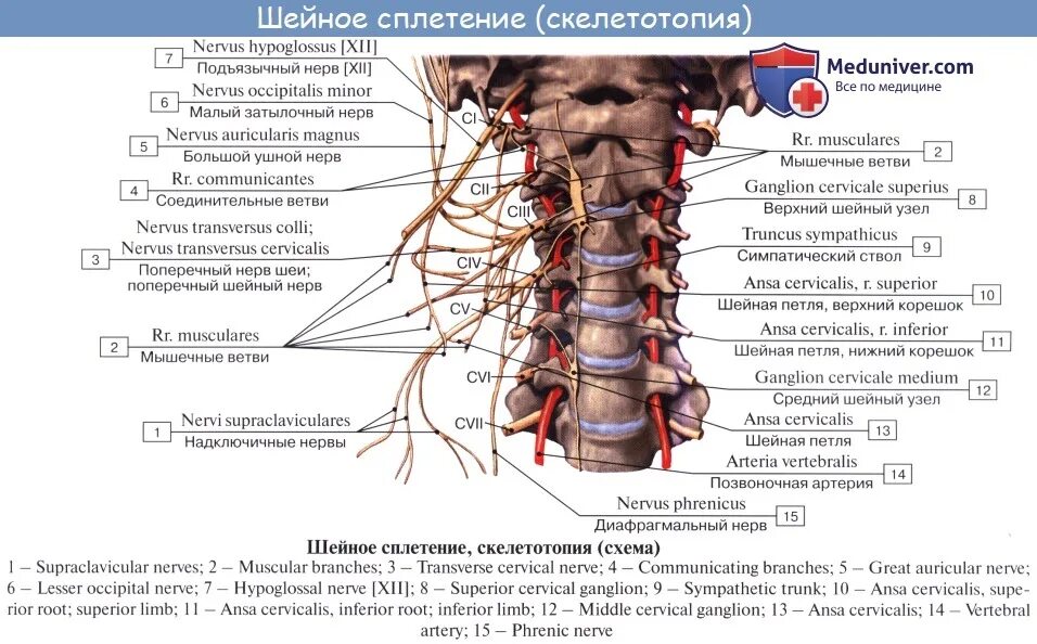 Шейный отдел позвоночника шейный отдел позвоночника анатомия. Иннервация шейного отдела позвоночника анатомия. Шейное сплетение анатомия мышечные ветви. Шейная петля нерв.