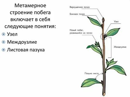 Из чего состоит побег растения