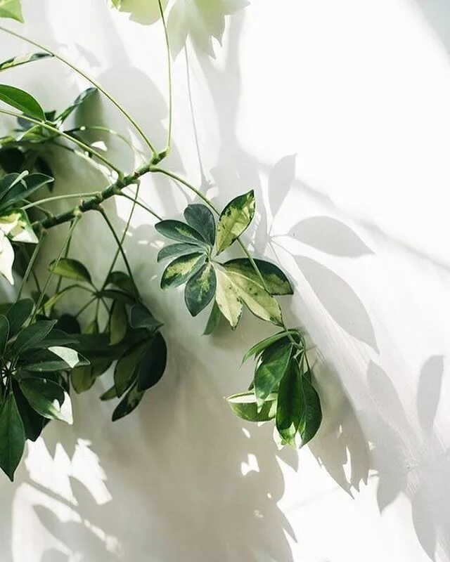 Pin by Brenda Rojas on Flora Plant aesthetic, Palm garden, Cool plants