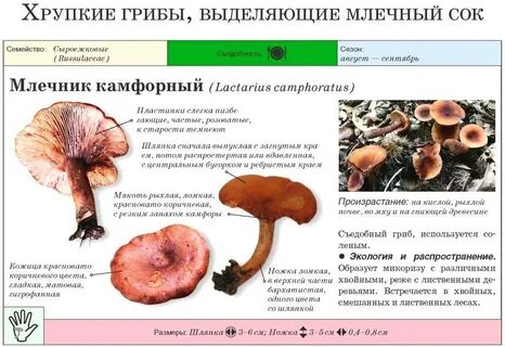 Грибы млечный сок