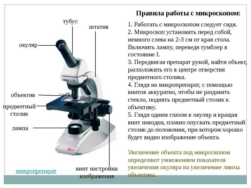 Увеличение поля зрения микроскопа. Строение микроскопа макровинт. световой микроскоп строение. устройство работы микроскопа. строение и правила работы с микроскопом.