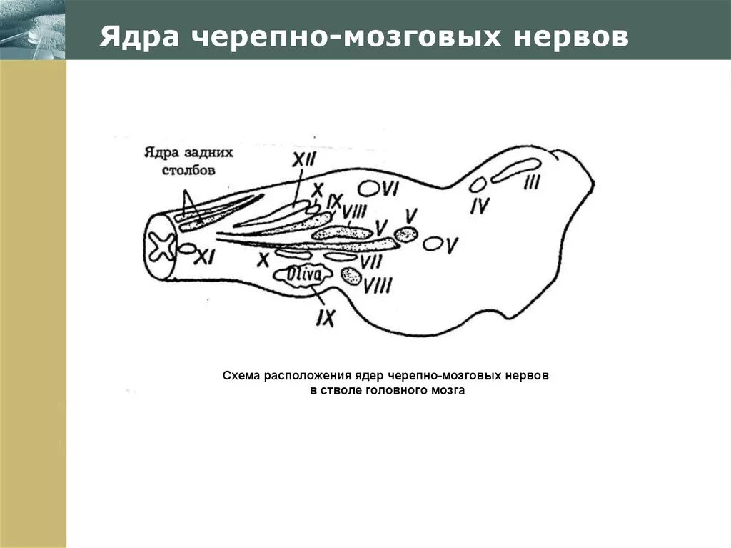 Ядра черепно мозговых нервов схема. Расположение ядер черепных нервов. Ядра черепных нервов в стволе головного мозга. Ядра ЧМН нервов. Какие ядра в черепных нервах