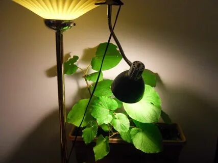 Лампа plant