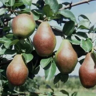 Груша 38