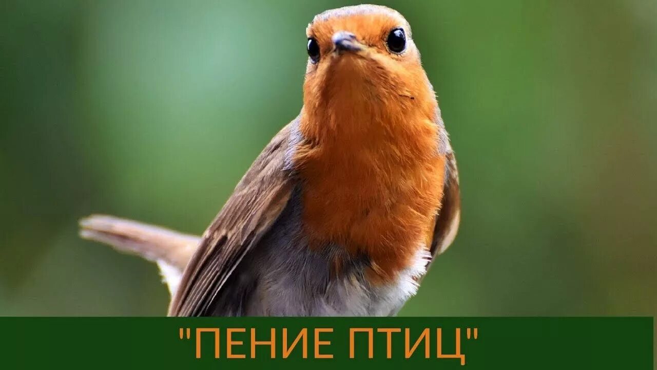 Садовые птички маленькие. Хохлатая пичуга. Серебрица птица. Пташка малая. Маленькая птица.