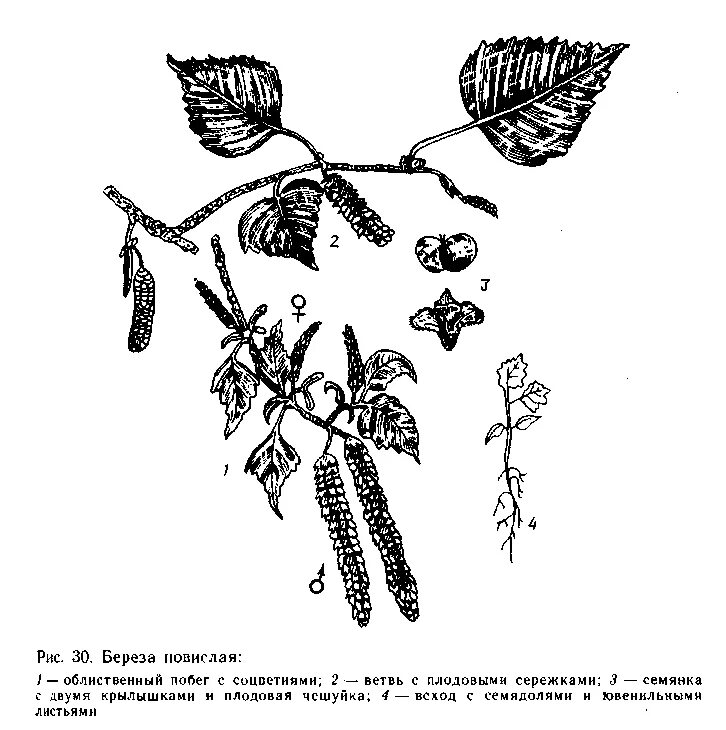 У березы есть цветки. Береза повислая плод. Береза повислая строение. Строение побегов березы повислой. Береза повислая побег.