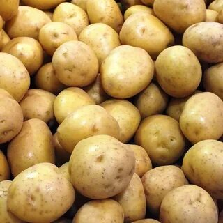 Сорт картофеля прайм