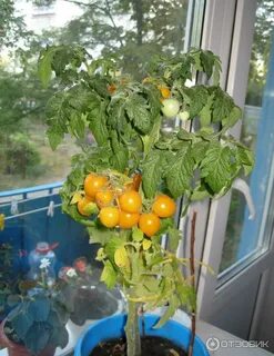 Томат морошка описание