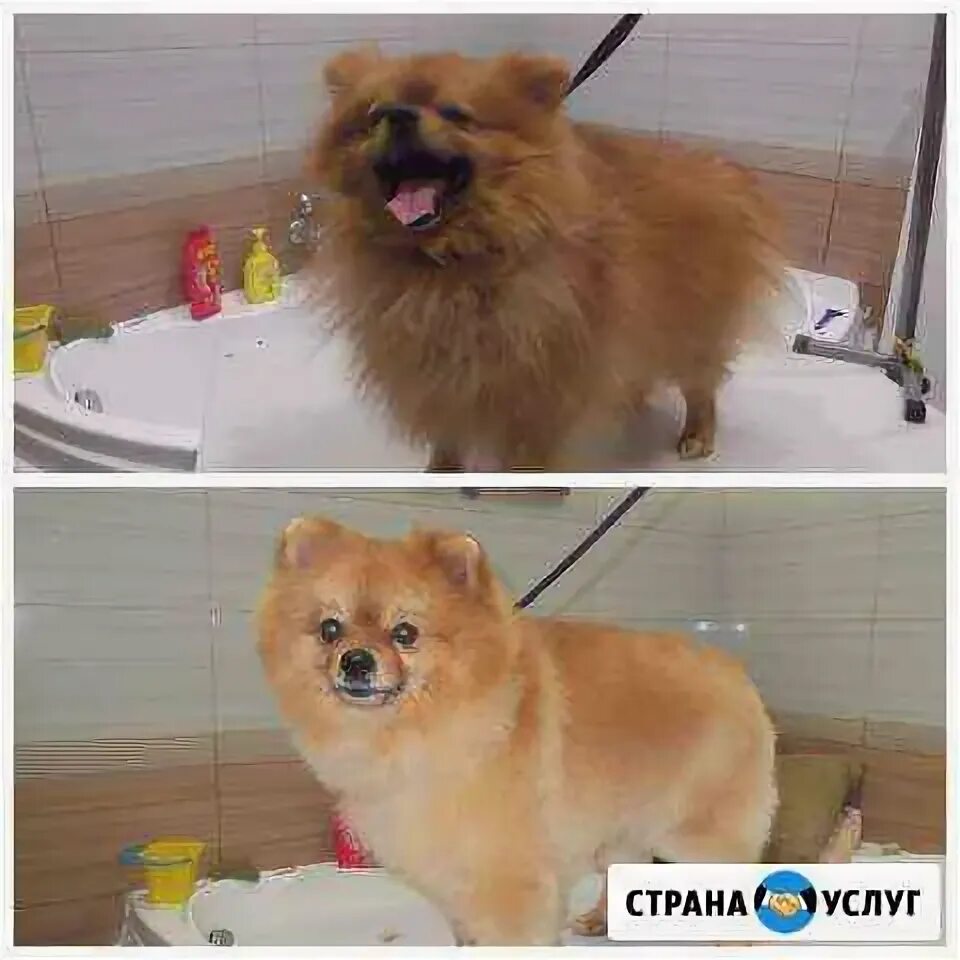 Грумер старый оскол. Грумер старый оскол
