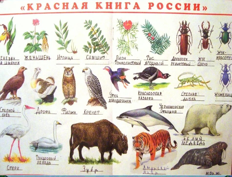 Название животных окружающий мир. Названия растений и животных из красной книги. растения и животные занесенные в красную книгу россии для детей. животные красной книги россии список. красная книга животных и растений.