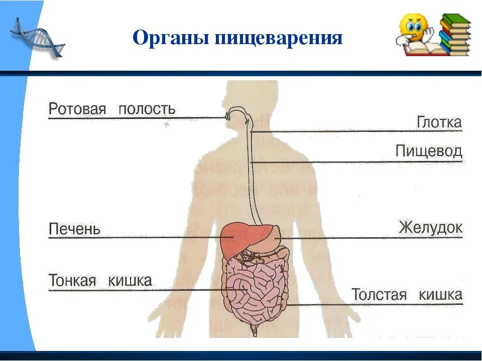 Органы пищеварения 4 класс. Пищеварительная система схема 3 класс. Пищеварительная система человека 3 класс. Пищеварительная система человека схема 3 класс окружающий мир. Система пищеварения человека 3 класс окружающий мир схема.