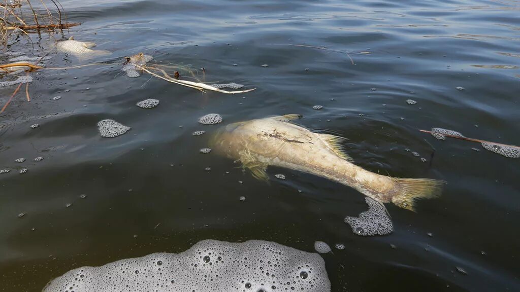 Рыба в канале. Загрязнение река Купелинка.