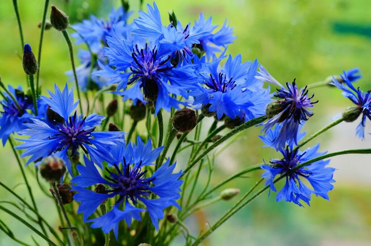 Названия васильков. Василёк Боровой. Василек Рейнский. Василек синий (Centaurea cyanus). Василек полевой.