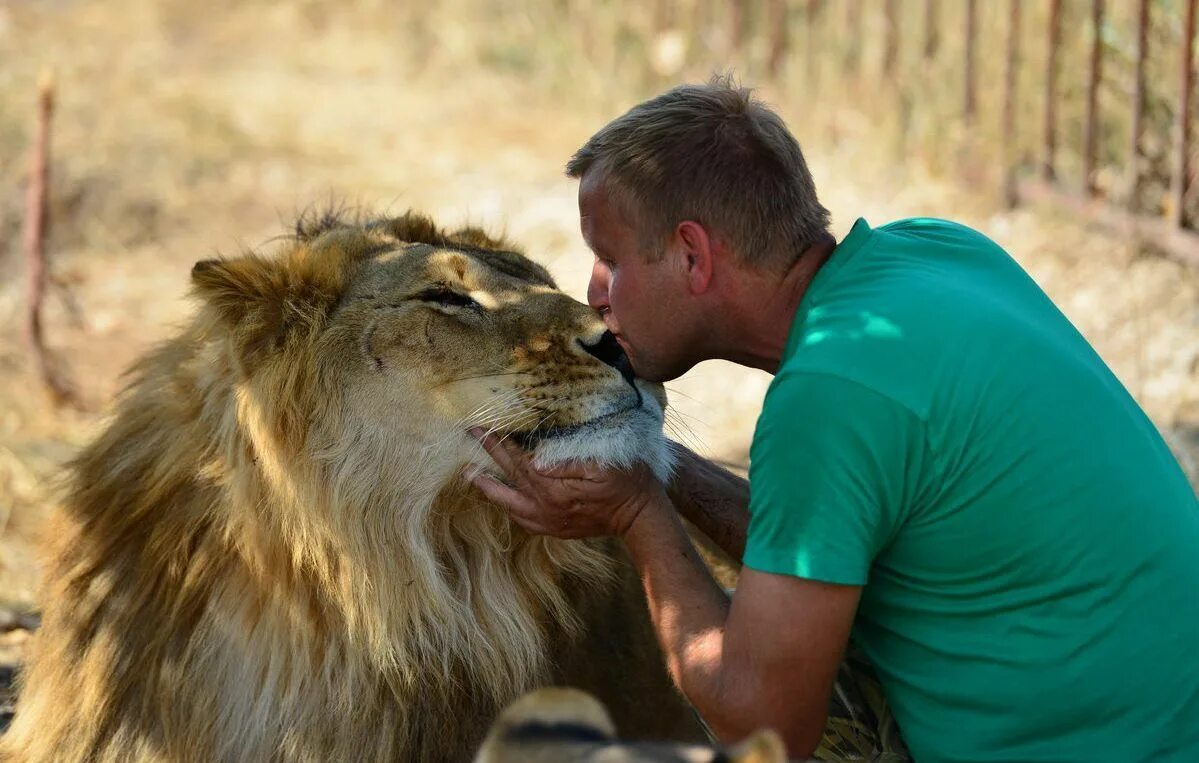 укротитель львов кевин ричардсон. человек и львы история. парк львов тайган. дружба людей и животных. дин шнайдер и львы.