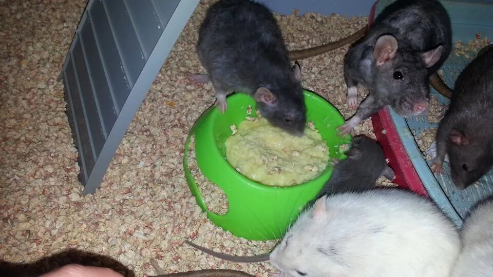 Много мышей. Много мышей. Крысы. Много мышей. Декоративная крыса блейз.