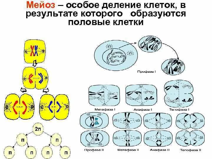 Биологическая сущность мейоза состоит в