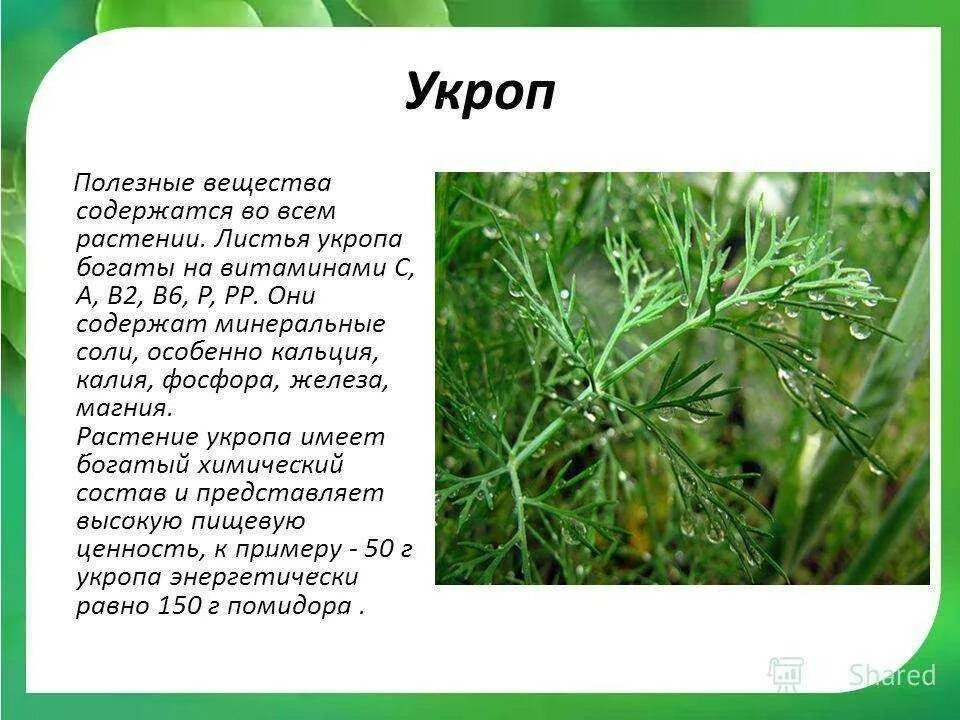 Укроп растение. Укроп описание. Чем полезен укроп. Укроп лекарственное растение. Укроп от чего помогает взрослым