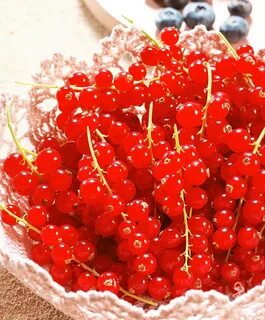 Красная смородина можно