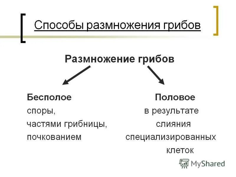 грибы размножение. как размножаются грибы. половое и бесполое размножение грибов. грибы могут размножаться. вегетативное размножение грибов схема.