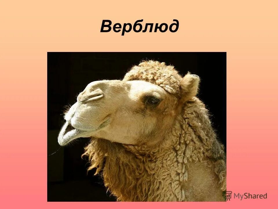 5 животных пустыни. Животные пустыни 4 класс тест. Верблюд животное пустыни презентация. Животный мир пустынь и полупустынь африки. Ответы по окружающему миру 4 класс , животные в пустыне.