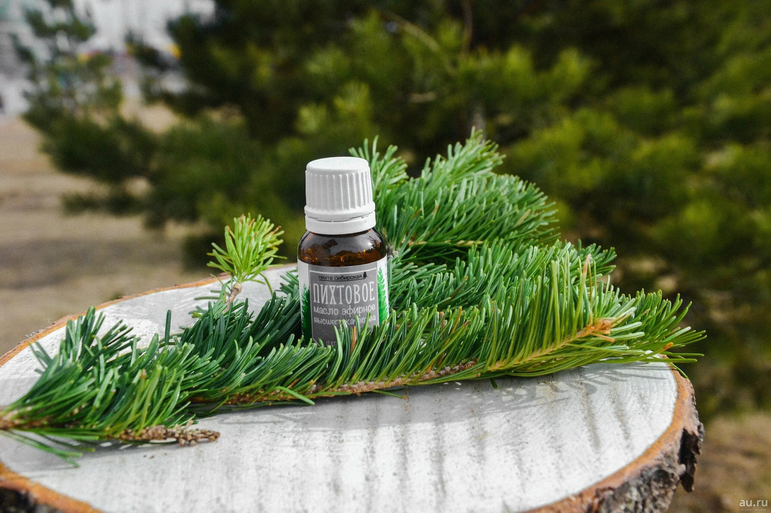 Использование древесины пихты. Однодомная пихта. Пихта сибирская сибирская. Клеточный сок пихты сибирской фирмы tiger. Целебные свойства ели.