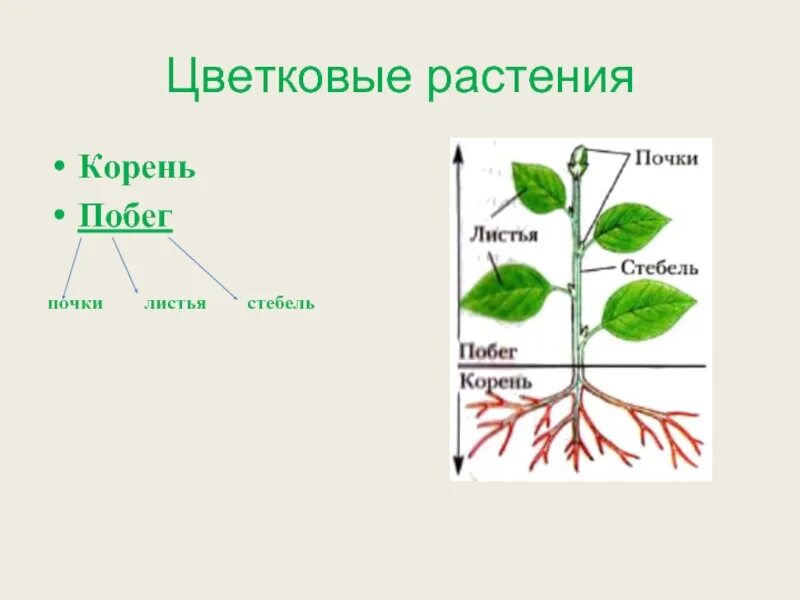 Тест по теме лист стебель. Строение побега цветкового растения схема. строение побега цветкового растения рисунок. побег,стебель листья почки цветкового растения. зарисовать побег цветкового растения.