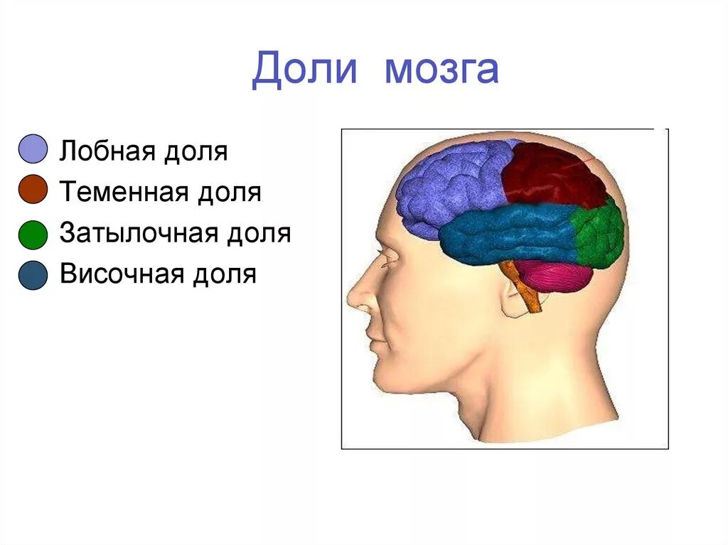 Лобные и теменные доли мозга. Лобная теменная и затылочная доли. Височно-теменная затылочная область головы. В затылочной доле мозга расположены