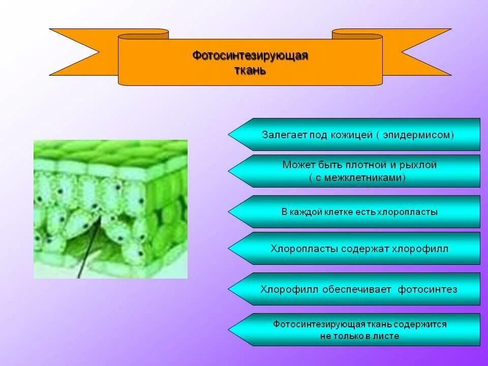 Живой тканью является. Основная фотосинтезирующая ткань растений. Фотосинтезирующая ткань растений 6 класс. Фотосинтезирующая ткань растений строение. Основные фотосинтезирующие ткани.